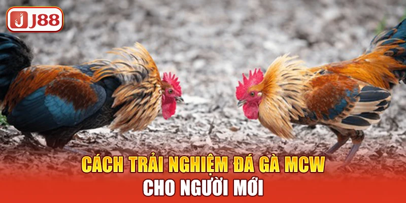 cach-trai-nghiem-da-ga-mcw-cho-nguoi-moi